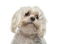 Close-up of a Maltese (6 years old)
