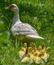 Close up of a mama duck leading her ducklings, green background. Royalty Free Stock Photo