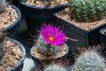 Close up Mammillaria Beneckei cactus on black pot.Beautiful pink cactus flower.