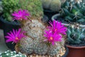 Close up Mammillaria Beneckei cactus on black pot.Beautiful pink cactus flower. Royalty Free Stock Photo