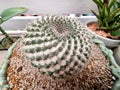 Close-up of Mammillaria cactus plants Royalty Free Stock Photo