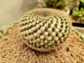 Close-up of Mammillaria cactus plants Royalty Free Stock Photo