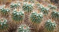 Close-up of Mammillaria compressa. Cactus background. Royalty Free Stock Photo