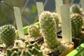 Close-up of Mammillaria Elongata in a pot