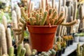 Close up of Mammillaria Elongata Red Form on a hanging pot Royalty Free Stock Photo