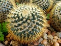 Close up Mammillaria Nivosa cactus. Royalty Free Stock Photo