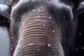 close-up of mammoth's whiskers, frosted with snow