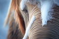 close-up of mammoth's whiskers, frosted with snow