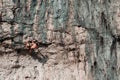 Close up of man climbing cliff