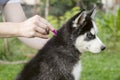 Close up of man dripping  a parasite remedy on the withers of his dog. Tick and flea prevention for a purebred Husky dog Royalty Free Stock Photo