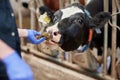 Close up of man feeding cow with hay on dairy farm