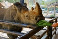 Close up man hand feeding green grass to rhino or rhinoceros in the zoo Royalty Free Stock Photo