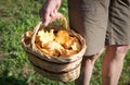 Close up of man hand holding a basket of chanterelle mushrooms Royalty Free Stock Photo