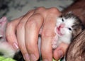 Man holding cute meowing newborn baby cat on lap at home Royalty Free Stock Photo