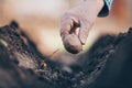 Close up of man hand planting potatoes on his huge garden, gardening concept