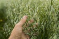 Close-up of man hand touching holding crops, young green oat ears on a field in sunset. Close up on a beautiful field