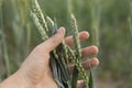 Close-up of man hand touching holding crops, young green wheat ears on a field in sunset. Close up on a beautiful field Royalty Free Stock Photo