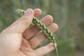 Close-up of man hand touching holding crops, young green wheat ears on a field in sunset. Close up on a beautiful field