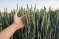 Close-up of man hand touching holding crops, young green wheat ears on a field in sunset. Close up on a beautiful field Royalty Free Stock Photo