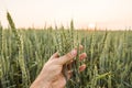 Close-up of man hand touching holding crops, young green wheat ears on a field in sunset. Close up on a beautiful field