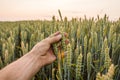 Close-up of man hand touching holding crops, young green wheat ears on a field in sunset. Close up on a beautiful field