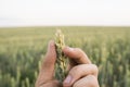 Close-up of man hand touching holding crops, young green wheat ears on a field in sunset. Close up on a beautiful field