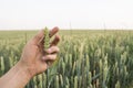 Close-up of man hand touching holding crops, young green wheat ears on a field in sunset. Close up on a beautiful field Royalty Free Stock Photo