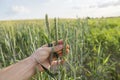 Close-up of man hand touching holding crops, young green wheat ears on a field in sunset. Close up on a beautiful field Royalty Free Stock Photo