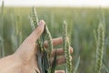 Close-up of man hand touching holding crops, young green wheat ears on a field in sunset. Close up on a beautiful field Royalty Free Stock Photo