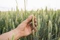 Close-up of man hand touching holding crops, young green wheat ears on a field in sunset. Close up on a beautiful field Royalty Free Stock Photo