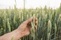 Close-up of man hand touching holding crops, young green wheat ears on a field in sunset. Close up on a beautiful field Royalty Free Stock Photo