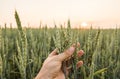 Close-up of man hand touching holding crops, young green wheat ears on a field in sunset. Close up on a beautiful field Royalty Free Stock Photo