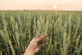 Close-up of man hand touching holding crops, young green wheat ears on a field in sunset. Close up on a beautiful field Royalty Free Stock Photo