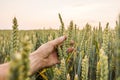 Close-up of man hand touching holding crops, young green wheat ears on a field in sunset. Close up on a beautiful field Royalty Free Stock Photo