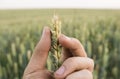 Close-up of man hand touching holding crops, young green wheat ears on a field in sunset. Close up on a beautiful field Royalty Free Stock Photo