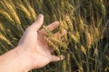 Close-up of man hand touching holding crops, young green wheat ears on a field in sunset. Close up on a beautiful field Royalty Free Stock Photo