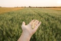 Close-up of man hand touching holding crops, young green wheat ears on a field in sunset. Close up on a beautiful field Royalty Free Stock Photo