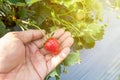 Close up man harvesting big fresh red Strawberry on a hand in a Royalty Free Stock Photo