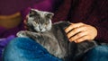 Close-up of man holding ahis cute purring cat. Muzzle of a cat and a man`s hands. Love cats and humans. Relationship Royalty Free Stock Photo