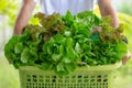 Close up man holding basket box full with fresh vegetables Green Royalty Free Stock Photo