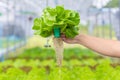 Close up man holding fresh vegetables Green Cos Romaine Lettuce from garden organic farm. bio Hydroponic plant harvest and healthy Royalty Free Stock Photo