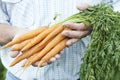 Close Up Of Man Holding Freshly Picked Carrots Royalty Free Stock Photo