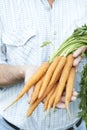 Close Up Of Man Holding Freshly Picked Carrots Royalty Free Stock Photo