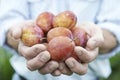 Close Up Of Man Holding Freshly Picked Plums