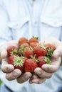 Close Up Of Man Holding Freshly Picked Strawberries