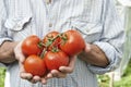 Close Up Of Man Holding Home Grown Tomatoes