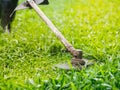 Close up the man mowing the grass. Gardening concept. Royalty Free Stock Photo