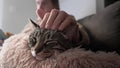 Close up man petting cat.