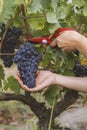 close-up man picking red wine grapes on vine in vineyard Royalty Free Stock Photo