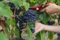 Close-up man picking red wine grapes on vine in vineyard Royalty Free Stock Photo